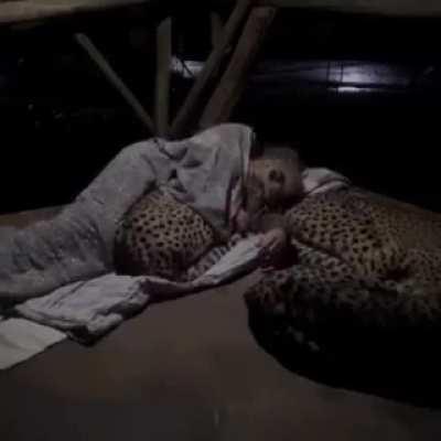 Experimento na África do Sul com o voluntário Dolph Volker dormindo com 3 chitas fêmeas