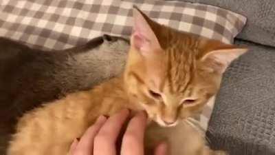 Otterly and Purrfectly adorable frens!