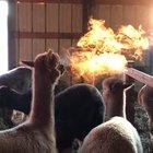Alpaca appears to breathe fire on a cold morning