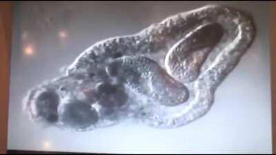 Eurobeat Intensifies in the microorganism world