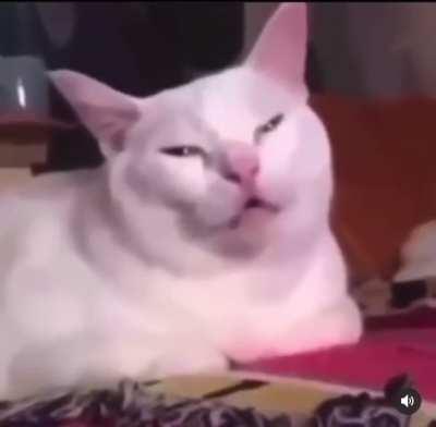 this cat eating cannabis flower (nsfw)