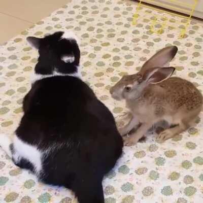 Все любят Котиков