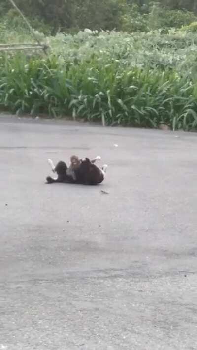 Where I live there's a lonely dog always trying to play with monkeys, but they all hate him. But today I juvenile decided to break all social constructs.