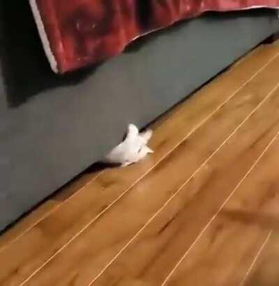 Ninja cat strikes from the cat dimension
