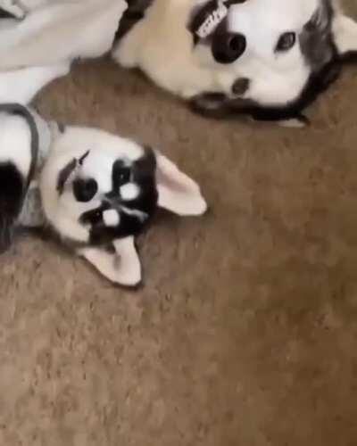 It runs in the family