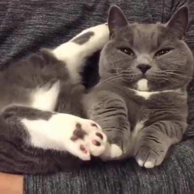 Удобно устроился