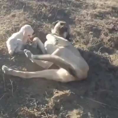 A mother sheep leaves her newborn in the field over night , and this dog stayed out to protect it...