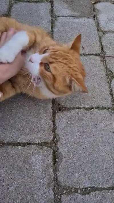 I found a new friend today and she belly trapped me.