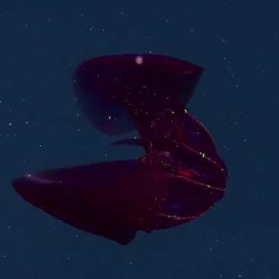 Stunning Bioluminescent Bloodybelly Comb Jelly