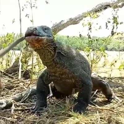 Komodo Dragon munching on a monkey.