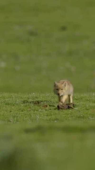 🔥 Baby Tibetan Foxes 🔥