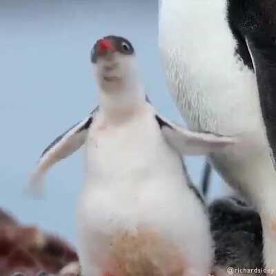 Like all penguins, Gentoos are awkward on land. But they’re pure grace underwater. They have streamlined bodies and strong, paddle-shaped flippers that propel them up to 22 mph, faster than any other diving bird.