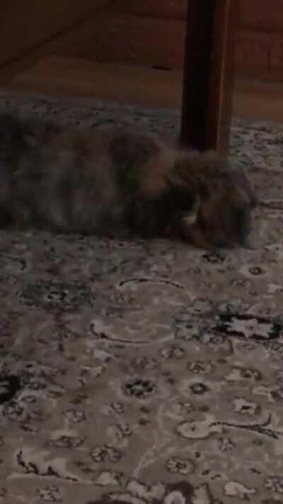 I’ve never seen Clover do this! 🥺