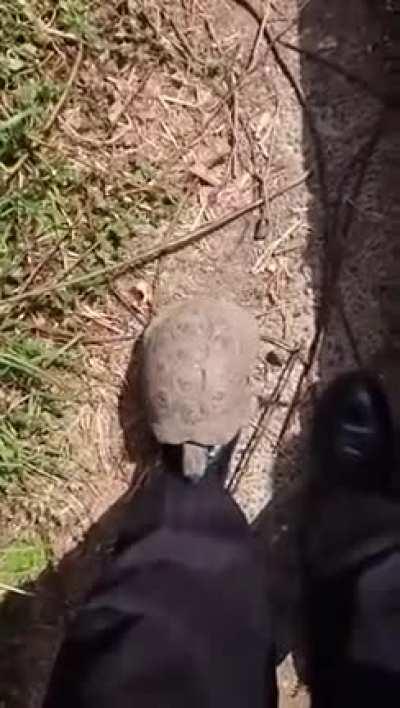 Master Oogway is angry