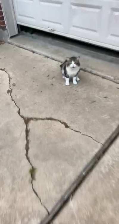 I always visit this noisy guy when I go on walks