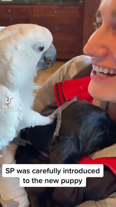 Spreading Birb Love: Day 9