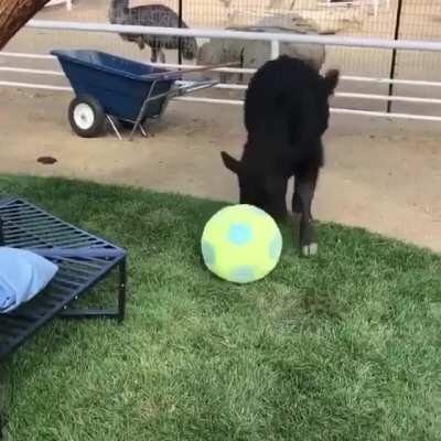 Ferdinand Playing With A Soccer Ball