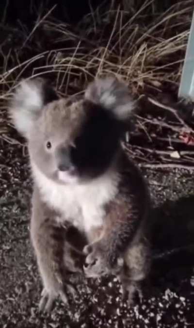 This Koala didn't really care for being disturbed.