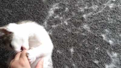 Feral Kitten Taming - Dozzer was 100% Feral Just 1 Month Ago