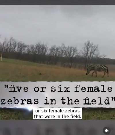 To domesticate a Zebra in Ohio