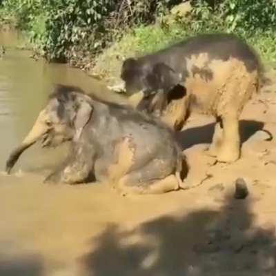 Two muddy baby elephants playing by the water