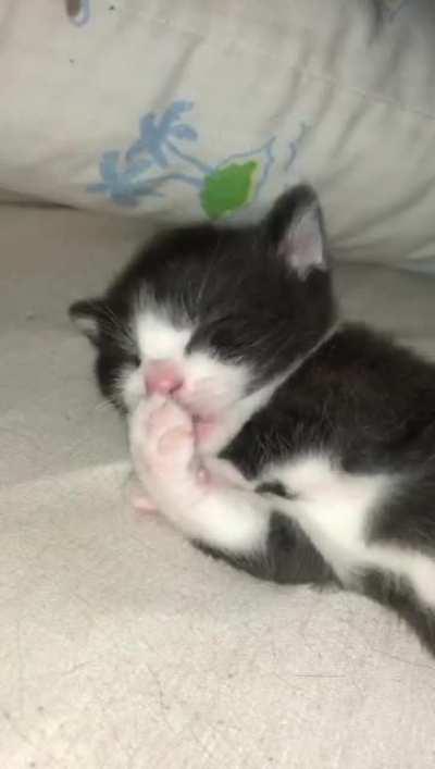 Smol dangerous criminal paw