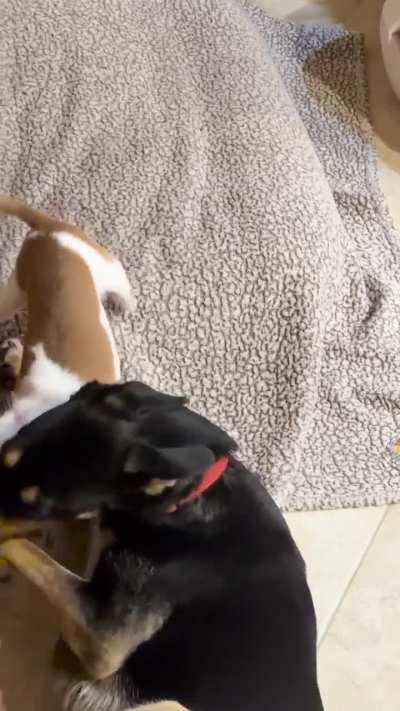 4 year old grumpy chihuahua getting along with huge dogs and playing rough with them