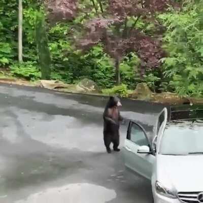 Медведь и машина