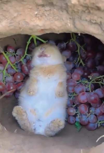 This is for that one loser citizen who posts bunnies frequently