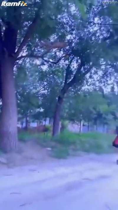 This dog is a bad ass!!!