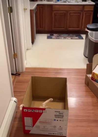 Orange cats canât jump