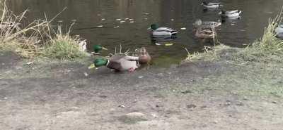 Ducks are majestic creatures