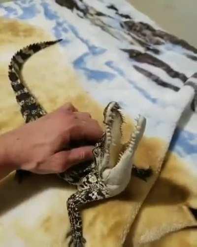 Any crocodile just loves to be stroked to madness.