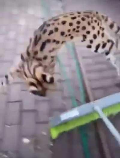 Sogga barking like a dog because they have autism