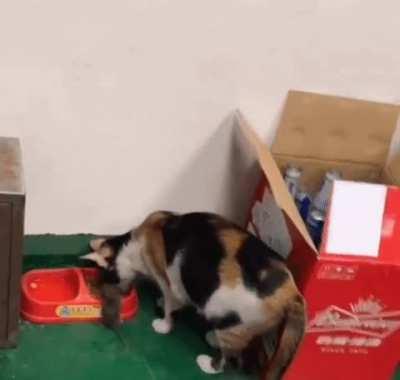 MRW my visitor thinks my food sucks