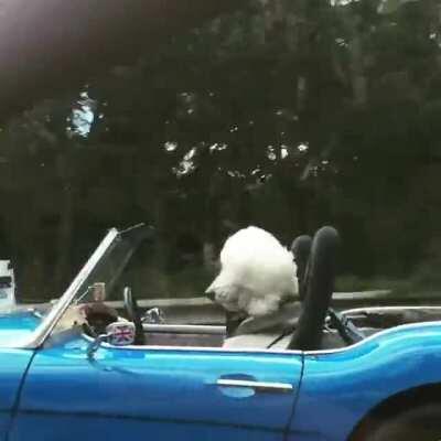 When you swap the wife for the dog