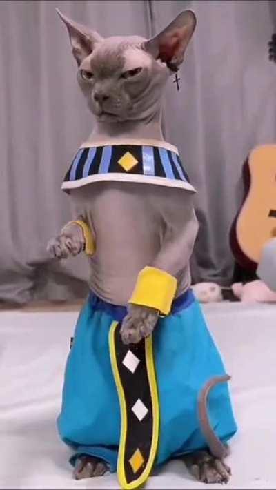 [SELF] Beerus, God of Destruction (破壊神ビルス)