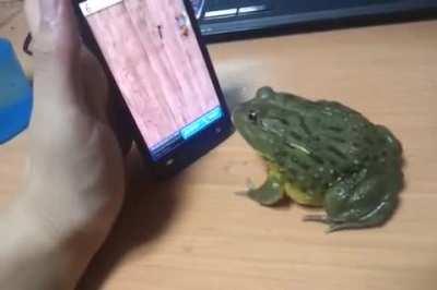 Frog playing insect crushing game