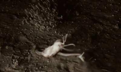 Хоба, наёбочка!