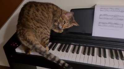 Musician cat
