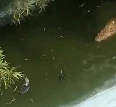 Tourist is attacked by crocodile after ‘mistaking it for a plastic model and posing for selfie’