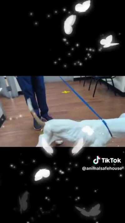 And this is Maurice’s amazing freedom video! His family and I have watched it a million times ❤️ Thanks to Reddit, his family saw his post here and saved him from euthanasia! Thank you Reddit Community for helping to save Maurice’s life❤️