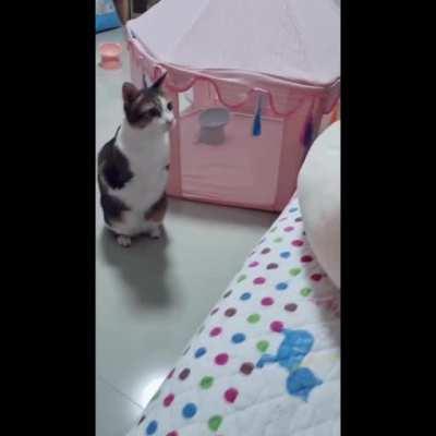 this nigga really think he's bruce lee