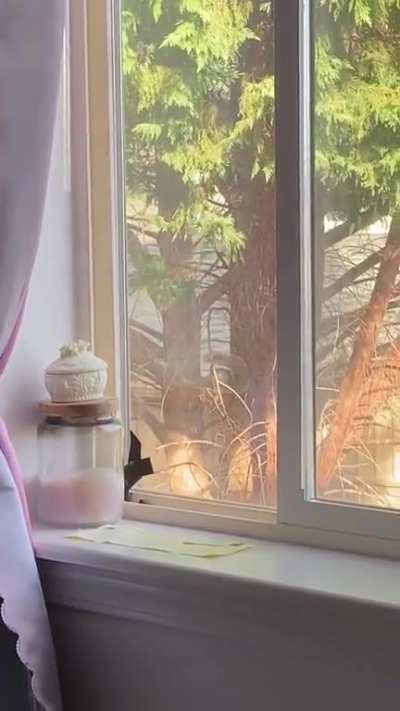 This squirrel makes these noises all the time. I thought it was a bird at first. Anybody know what they mean?