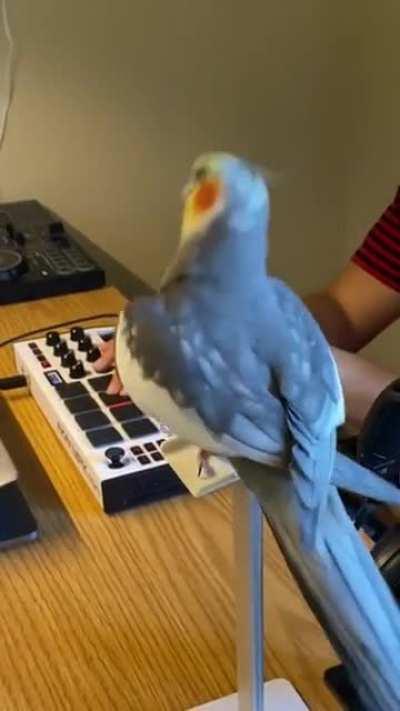 This birb is on fiiire