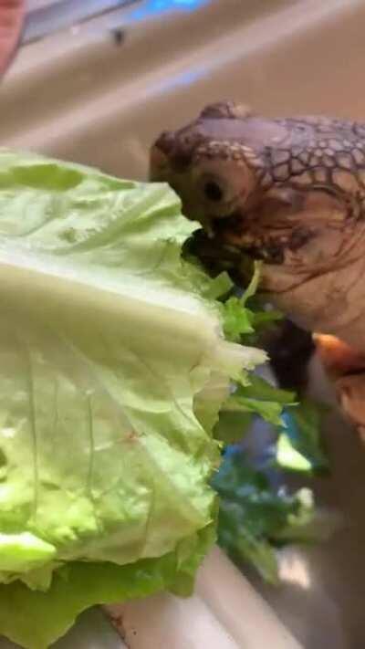 My Sulcata Peony eating her romaine while she soaks in the sink.