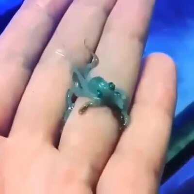 Baby Octopus
