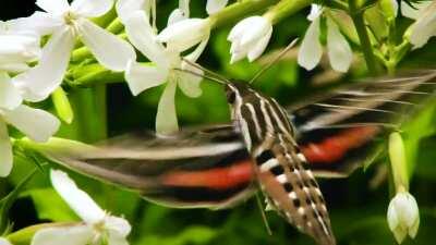 🔥 Filmed this White-Lined Sphinx Moth this past week in Colorado. It's often confused for a hummingbird.