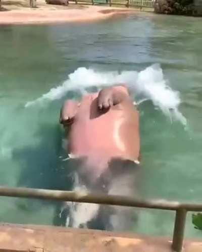 Water bear does a back flip