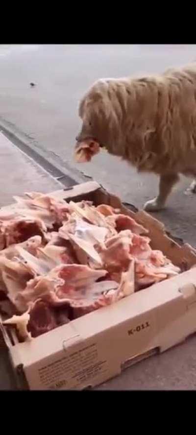 A butcher shop leaving the leftovers for stray dogs to eat